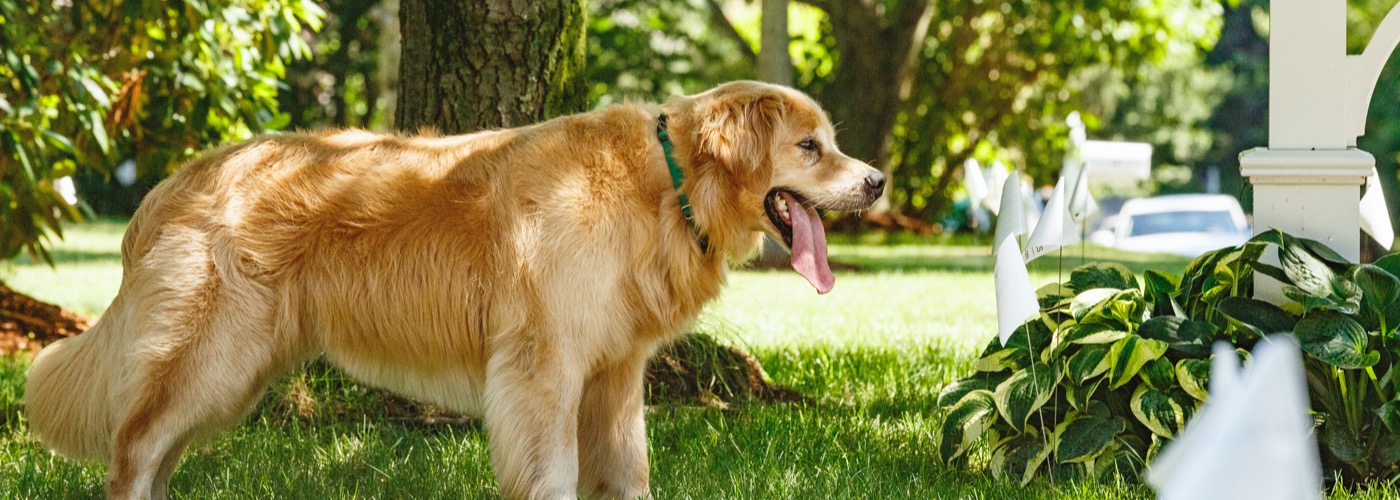 DogWatch of Central PA, Altoona, Pennsylvania | Outdoor Hidden Dog Fences Slider Image