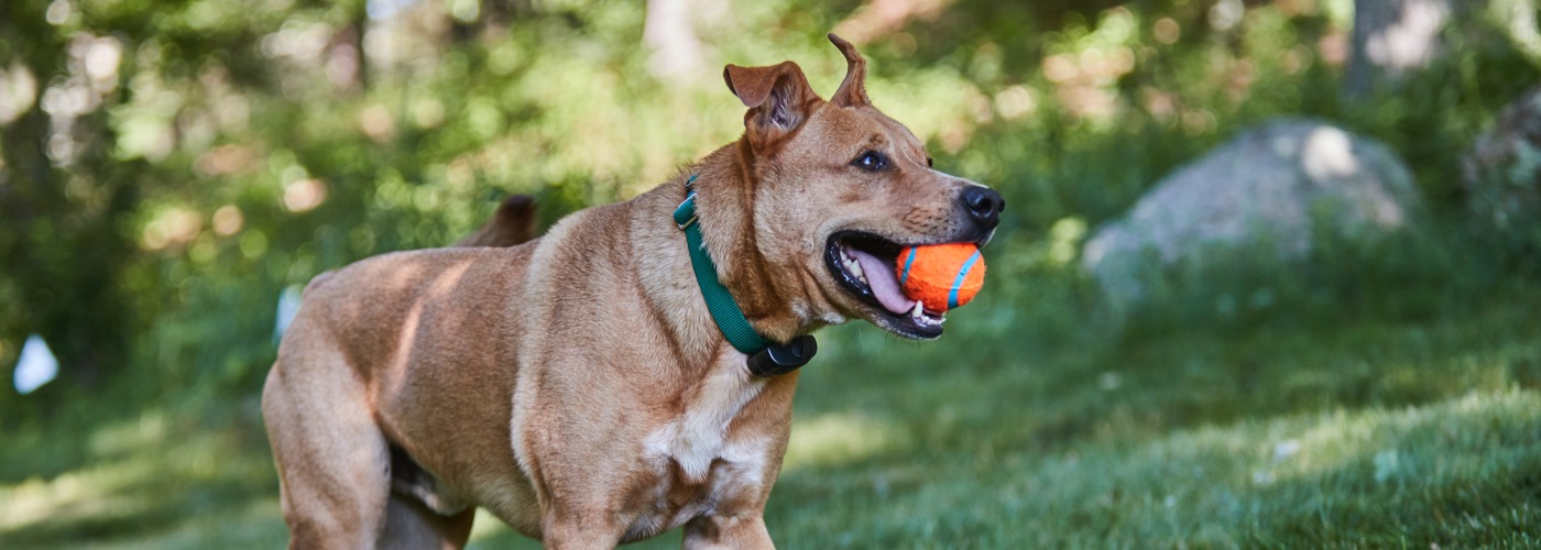 DogWatch of Central PA, Altoona, Pennsylvania | ProFenceX Slider Image